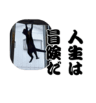 うちのねこ「るとら」（個別スタンプ：13）