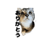 うちのねこ「るとら」（個別スタンプ：14）