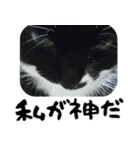 うちのねこ「るとら」（個別スタンプ：16）