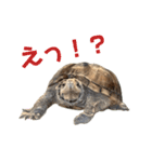 ミシシッピニオイガメ！ことちゃん（個別スタンプ：7）
