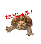 ミシシッピニオイガメ！ことちゃん（個別スタンプ：19）