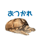 ミシシッピニオイガメ！ことちゃん（個別スタンプ：23）
