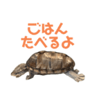 ミシシッピニオイガメ！ことちゃん（個別スタンプ：26）