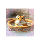 ハムスターの日常 色々（個別スタンプ：5）
