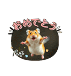 ハムスターの日常 色々（個別スタンプ：24）