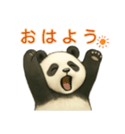 【パンダ】の日常（個別スタンプ：1）