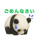 【パンダ】の日常（個別スタンプ：6）