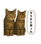 ハッピー＆ラッキースタンプ(=^ェ^=) ⑭（個別スタンプ：17）