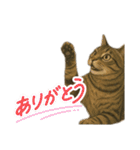 ハッピー＆ラッキースタンプ(=^ェ^=) ⑭（個別スタンプ：31）