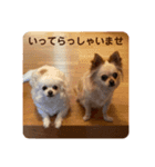 ゆりんかのチワわんこ6.（個別スタンプ：3）