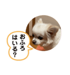 ゆりんかのチワわんこ6.（個別スタンプ：5）