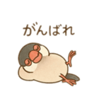 いろいろ桜文鳥のスタンプ（個別スタンプ：3）