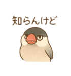いろいろ桜文鳥のスタンプ（個別スタンプ：5）
