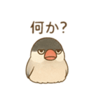 いろいろ桜文鳥のスタンプ（個別スタンプ：6）