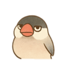 いろいろ桜文鳥のスタンプ（個別スタンプ：10）