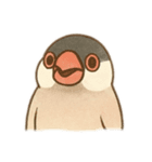 いろいろ桜文鳥のスタンプ（個別スタンプ：11）
