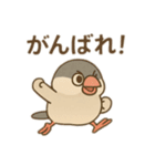 いろいろ桜文鳥のスタンプ（個別スタンプ：15）