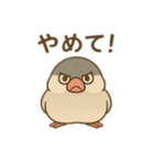 いろいろ桜文鳥のスタンプ（個別スタンプ：16）