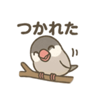 いろいろ桜文鳥のスタンプ（個別スタンプ：25）