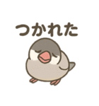 いろいろ桜文鳥のスタンプ（個別スタンプ：26）