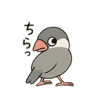 いろいろ桜文鳥のスタンプ（個別スタンプ：28）