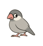 いろいろ桜文鳥のスタンプ（個別スタンプ：30）