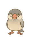 いろいろ桜文鳥のスタンプ（個別スタンプ：35）
