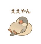 いろいろ桜文鳥のスタンプ（個別スタンプ：36）