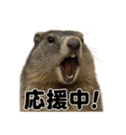 リアルでかわいいマーモットの応援スタンプ（個別スタンプ：2）