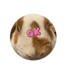 スペシャルです。うさぎのフッくん（個別スタンプ：6）