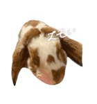 スペシャルです。うさぎのフッくん（個別スタンプ：7）