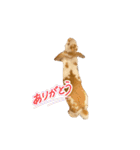 スペシャルです。うさぎのフッくん（個別スタンプ：8）