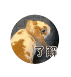 スペシャルです。うさぎのフッくん（個別スタンプ：12）
