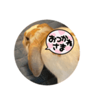 スペシャルです。うさぎのフッくん（個別スタンプ：16）