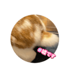 スペシャルです。うさぎのフッくん（個別スタンプ：17）