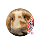 スペシャルです。うさぎのフッくん（個別スタンプ：30）