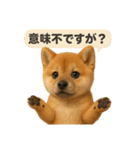 豆柴ももさく（Puppy+）（個別スタンプ：13）