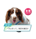カグラくんスタンプ12（個別スタンプ：4）