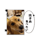 チロル＆チョコ 16（個別スタンプ：1）