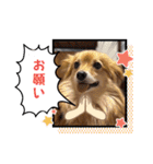 チロル＆チョコ 16（個別スタンプ：2）