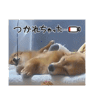 チロル＆チョコ 16（個別スタンプ：7）