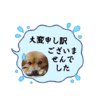 チロル＆チョコ 16（個別スタンプ：37）