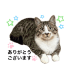 敬語にゃんこ達 猫（個別スタンプ：1）