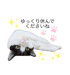 敬語にゃんこ達 猫（個別スタンプ：2）