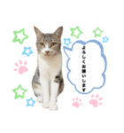 敬語にゃんこ達 猫（個別スタンプ：3）