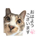 敬語にゃんこ達 猫（個別スタンプ：4）