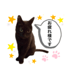 敬語にゃんこ達 猫（個別スタンプ：5）