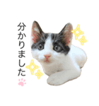 敬語にゃんこ達 猫（個別スタンプ：7）