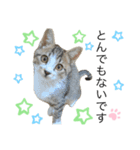 敬語にゃんこ達 猫（個別スタンプ：8）