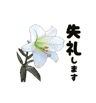 動く大きなお花と敬語のスタンプ（個別スタンプ：7）